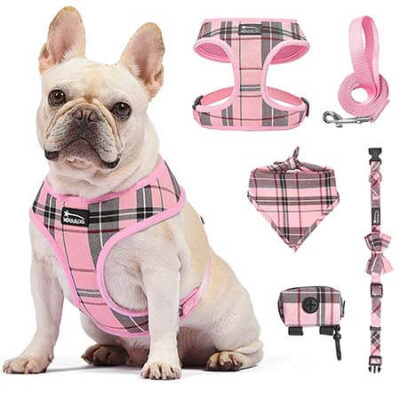 Collar & Harness